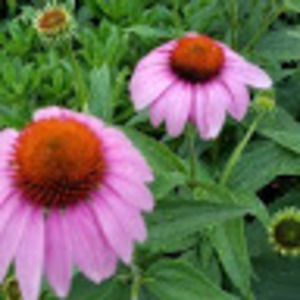 Meet your Posher, Kris